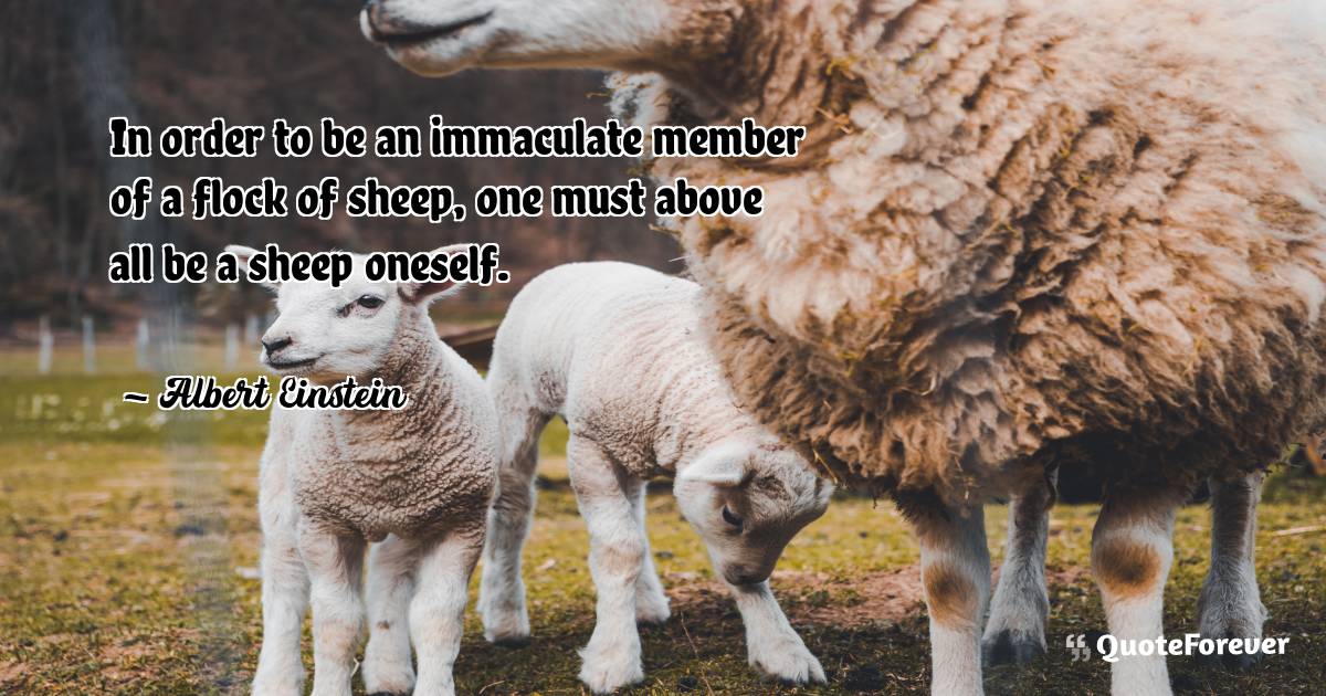 In order to be an immaculate member of a flock of sheep, one must ...