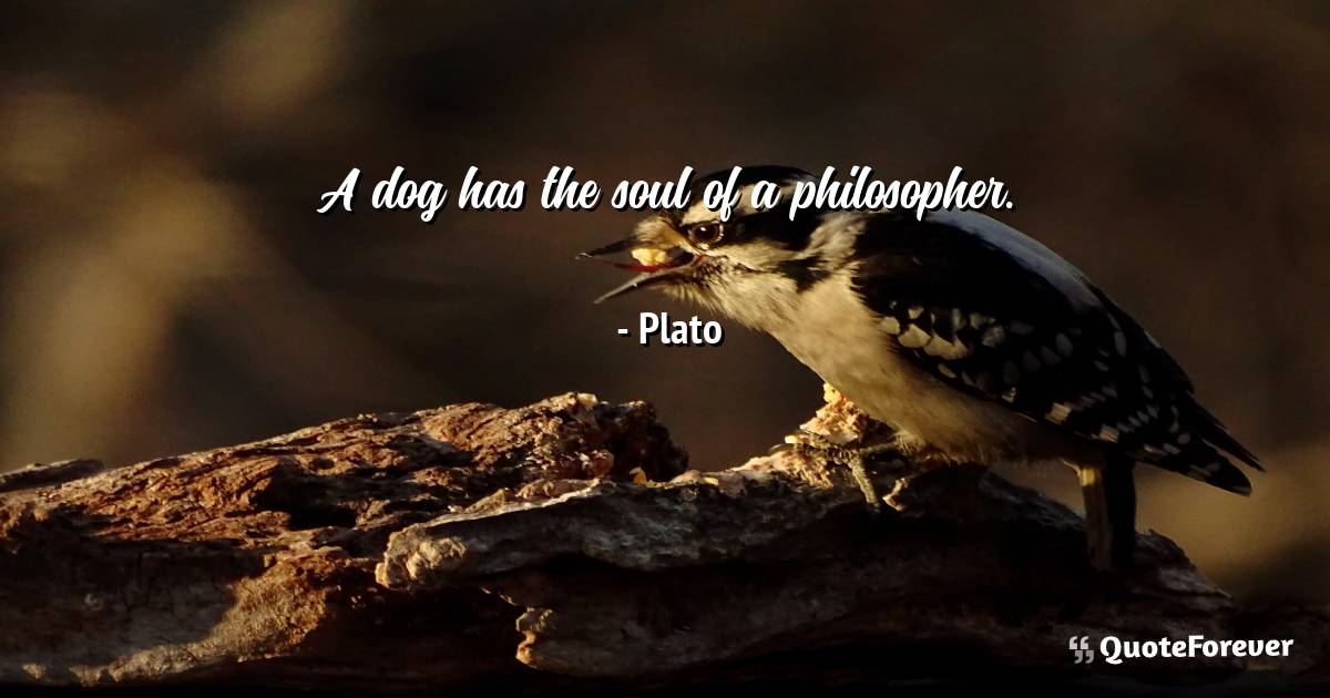 A dog has the soul of a philosopher.